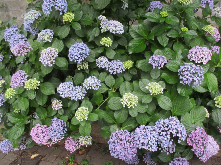 紫陽花を見たよ🌱（２歳児　あめ組）