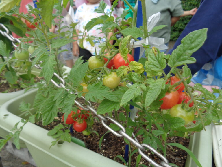 収穫できたよ🍅（１．２歳児　だいち・あめ組）