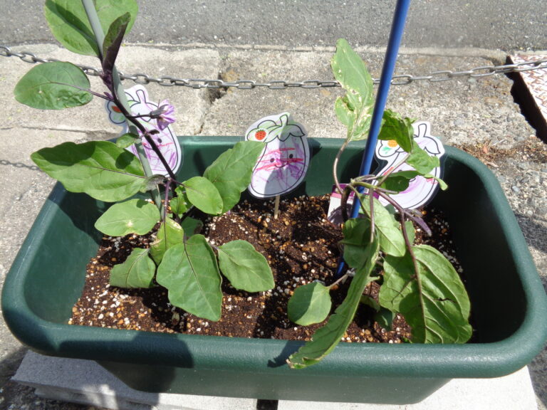 ドキドキの苗植え🍆🌱