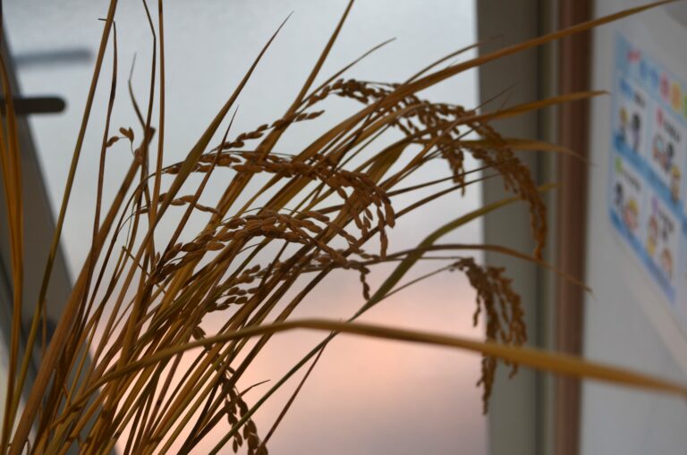 楽しい！おいしい！お米クッキング（精米編）